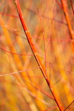 Salix Alba Vitellina ‘Britzensis’ -Tree Furnish Store 12093 13455 7587