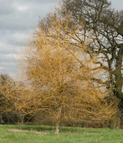 Salix Alba ‘Hutchinsons Yellow’ -Tree Furnish Store 12097 882x1024 1