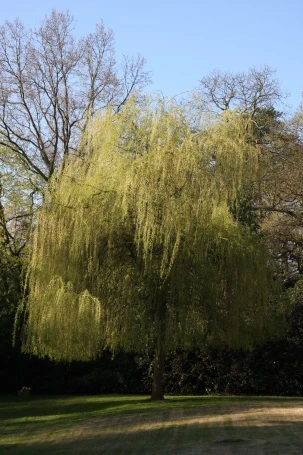 Salix Alba ‘Tristis’ 4 Salix Alba ‘Tristis’ - Image 2