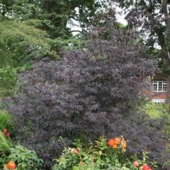 Sambucus Nigra Porphyrophylla ‘Black Beauty’® (Gerda) -Tree Furnish Store 12099 1 1 1024x1024 1