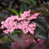 Sambucus Nigra Porphyrophylla ‘Black Beauty’® (Gerda) -Tree Furnish Store 12099 14998 92fa 1024x683 1