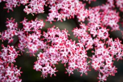 Sambucus Nigra Porphyrophylla ‘Black Beauty’® (Gerda) -Tree Furnish Store 12099 14999 ae97 1024x683 1