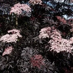 Sambucus Nigra Porphyrophylla ‘Black Lace’® (Eva) -Tree Furnish Store 12100 1024x1024 1