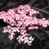 Sambucus Nigra Porphyrophylla ‘Black Lace’® (Eva) 2 Sambucus Nigra Porphyrophylla ‘Black Lace’® (Eva) -Tree Furnish Store 12100 14995 b0b8 1024x683 1