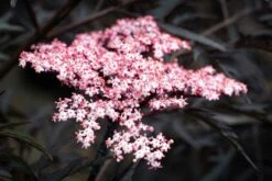 Sambucus Nigra Porphyrophylla ‘Black Lace’® (Eva)