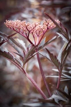 Sambucus Nigra Porphyrophylla ‘Black Lace’® (Eva) -Tree Furnish Store 12100 14997 6809 683x1024 1