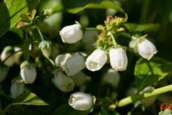 Tree Furnish Store -Tree Furnish Store 12108 13502 afbf 1024x683 1