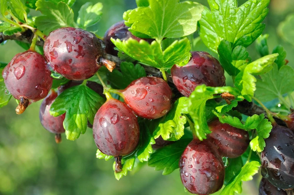 Hinnonmaki Red 4 Hinnonmaki Red - Image 2