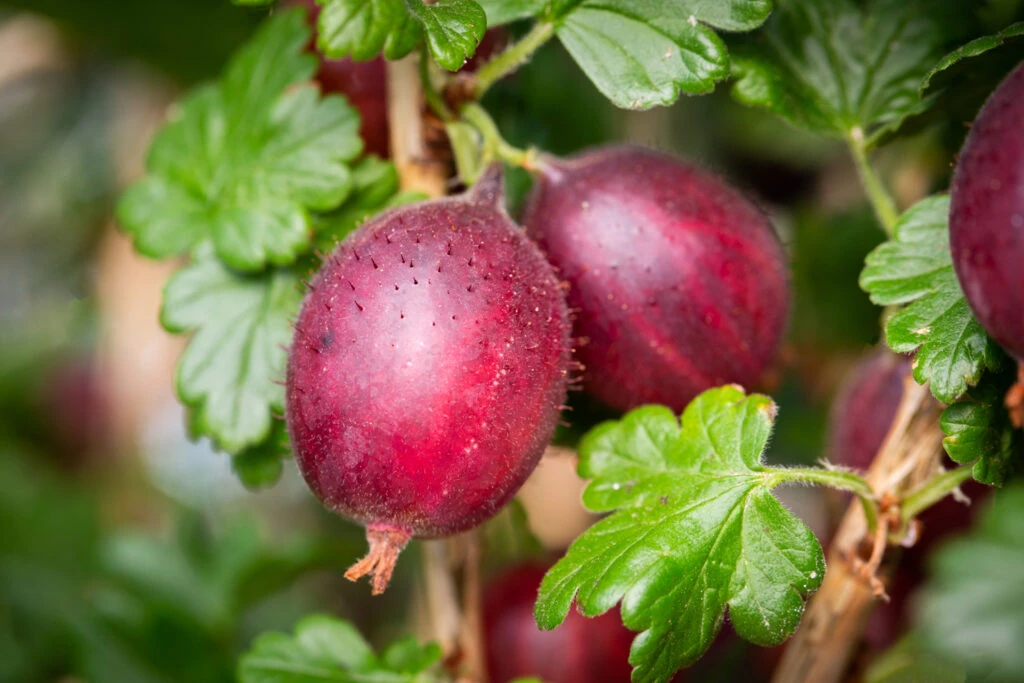 Hinnonmaki Red 3 Hinnonmaki Red