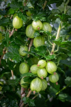 Invicta® -Tree Furnish Store 12118 12635 0089 1 683x1024 1