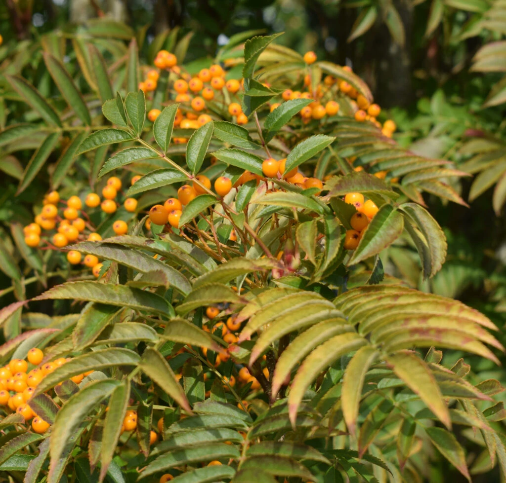 Sorbus ‘Autumn Spire’® (Flanrock) 4 Sorbus ‘Autumn Spire’® (Flanrock) - Image 2