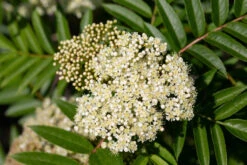 Sorbus ‘Autumn Spire’® (Flanrock) 11 Sorbus ‘Autumn Spire’® (Flanrock) -Tree Furnish Store 12146 13522 5495 1024x683 1