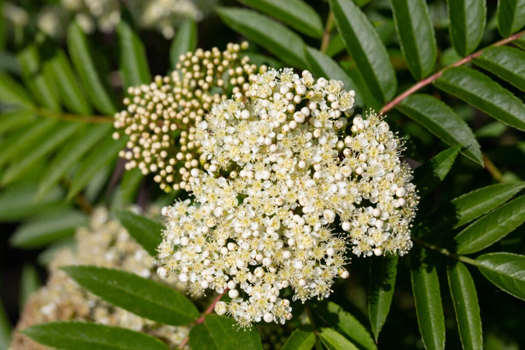 Sorbus ‘Autumn Spire’® (Flanrock) 7 Sorbus ‘Autumn Spire’® (Flanrock) - Image 5