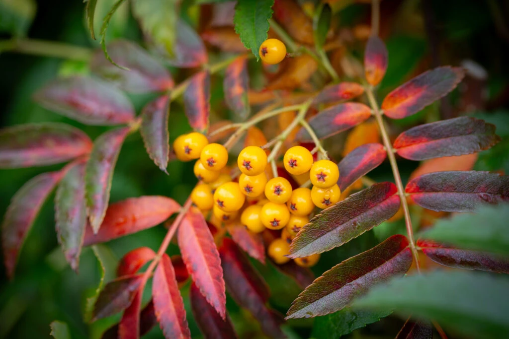 Sorbus ‘Autumn Spire’® (Flanrock) 3 Sorbus ‘Autumn Spire’® (Flanrock)