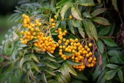 Sorbus ‘Autumn Spire’® (Flanrock) 10 Sorbus ‘Autumn Spire’® (Flanrock) -Tree Furnish Store 12146 14630 9086 1024x683 1