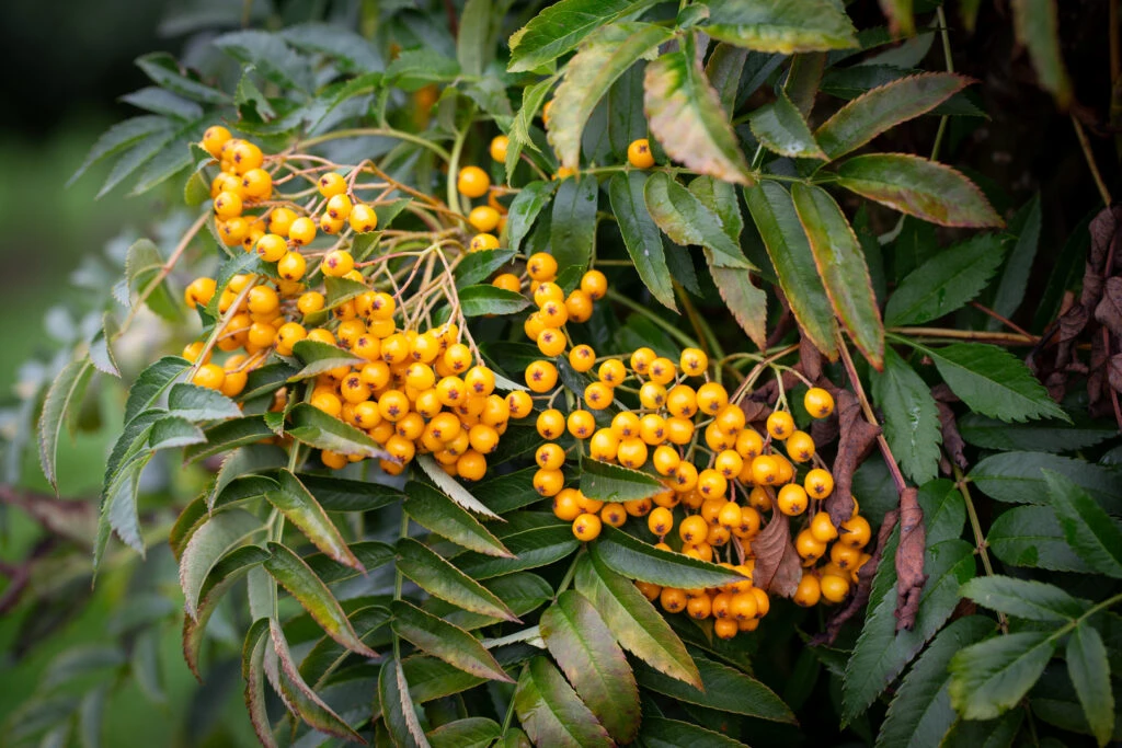 Sorbus ‘Autumn Spire’® (Flanrock) 6 Sorbus ‘Autumn Spire’® (Flanrock) - Image 4