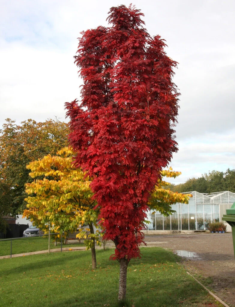 Sorbus ‘Autumn Spire’® (Flanrock) 5 Sorbus ‘Autumn Spire’® (Flanrock) - Image 3