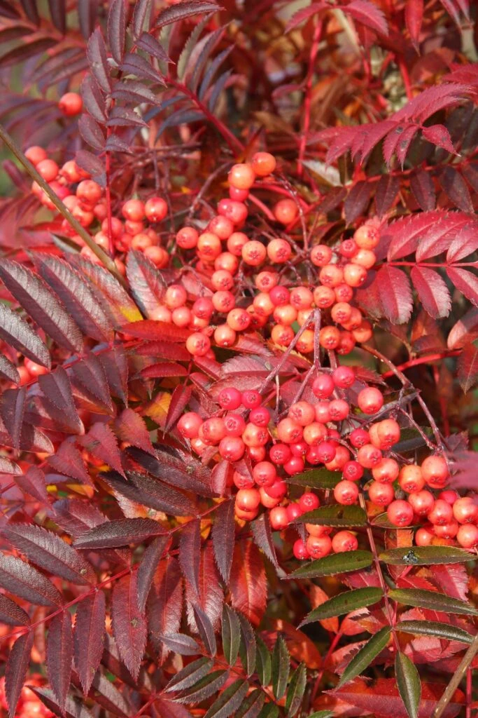 Sorbus ‘Eastern Promise’ 4 Sorbus ‘Eastern Promise’ - Image 2