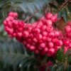 Sorbus ‘Eastern Promise’ -Tree Furnish Store 12154 14659 fbec 1024x683 1