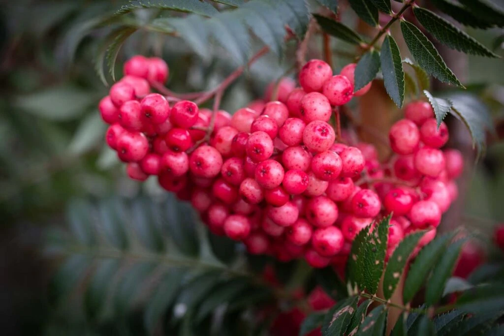 Sorbus ‘Eastern Promise’ 3 Sorbus ‘Eastern Promise’