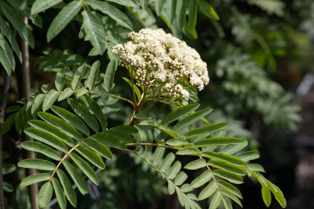 Sorbus ‘Ghose’ 4 Sorbus ‘Ghose’ - Image 2