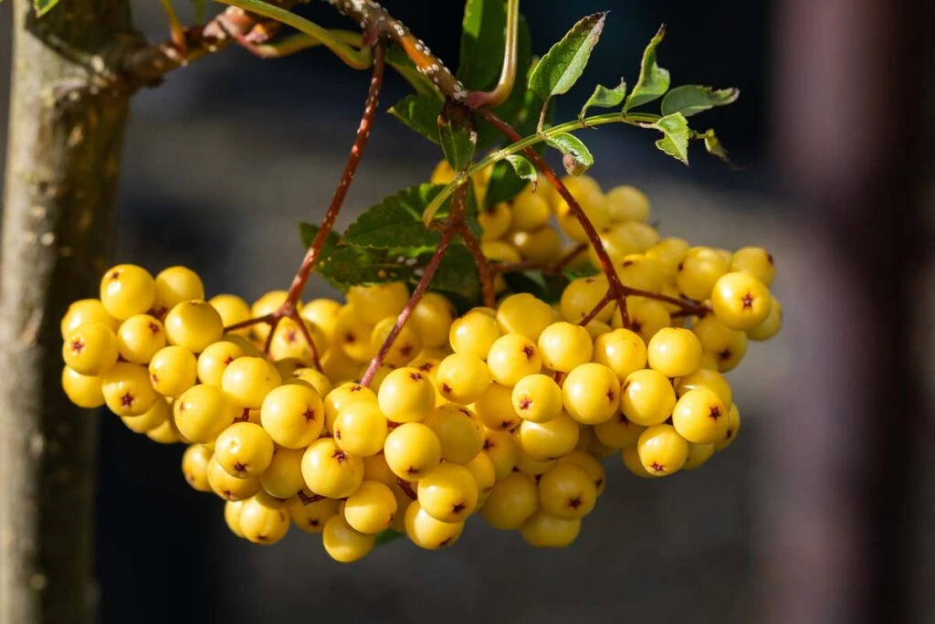 Sorbus ‘Joseph Rock’ 4 Sorbus ‘Joseph Rock’ - Image 2