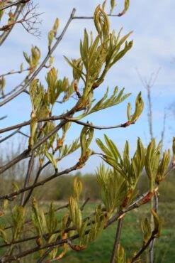 Sorbus ‘Leonard Messel’ -Tree Furnish Store 12163 1 1 684x1024 1