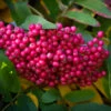 Sorbus ‘Leonard Messel’