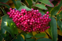 Sorbus ‘Leonard Messel’