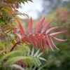 Sorbus Ulleungensis ‘Olympic Flame’™