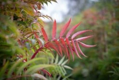 Sorbus Ulleungensis ‘Olympic Flame’™
