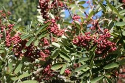 Sorbus Pseudohupehensis’Pink Pagoda’ -Tree Furnish Store 12166 2 1 1024x683 1