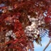 Sorbus Pseudovilmorinii -Tree Furnish Store 12167 1 1024x684 1