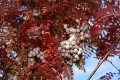 Sorbus Pseudovilmorinii