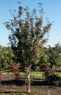 Sorbus Pseudovilmorinii -Tree Furnish Store 12167 2 1 661x1024 1