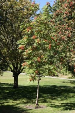 Sorbus Sargentiana -Tree Furnish Store 12170 1 1 683x1024 1