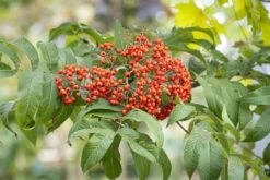 Sorbus Sargentiana