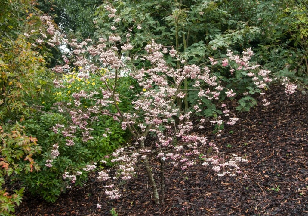 Sorbus Vilmorinii 5 Sorbus Vilmorinii - Image 3