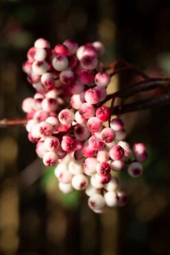 Sorbus Vilmorinii