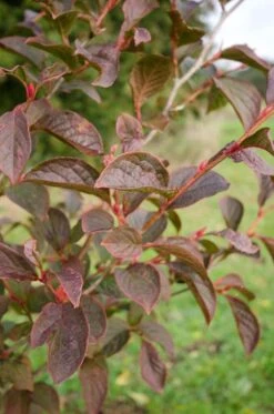 Stewartia Pseudocamelia -Tree Furnish Store 12176 2 679x1024 1