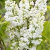 Syringa Vulgaris ‘Madame Lemoine’ -Tree Furnish Store 12184 14850 c57a 683x1024 1