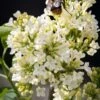 Syringa Vulgaris ‘Primrose’ 2 Syringa Vulgaris ‘Primrose’ -Tree Furnish Store 12188 14851 18e4 683x1024 1