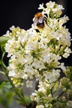 Syringa Vulgaris ‘Primrose’