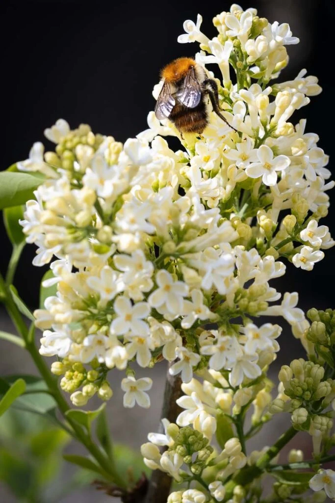 Syringa Vulgaris ‘Primrose’ 3 Syringa Vulgaris ‘Primrose’