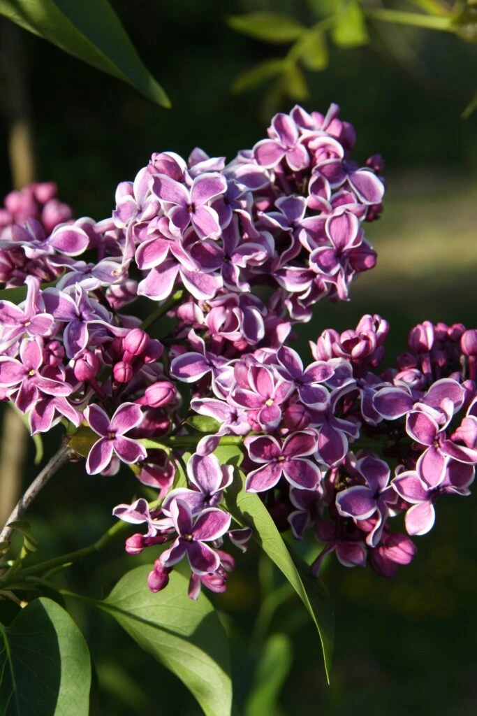 Syringa Vulgaris ‘Sensation’ 5 Syringa Vulgaris ‘Sensation’ - Image 3
