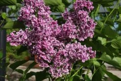 Syringa Vulgaris ‘Sensation’ 9 Syringa Vulgaris ‘Sensation’ -Tree Furnish Store 12189 1 1 1024x683 1