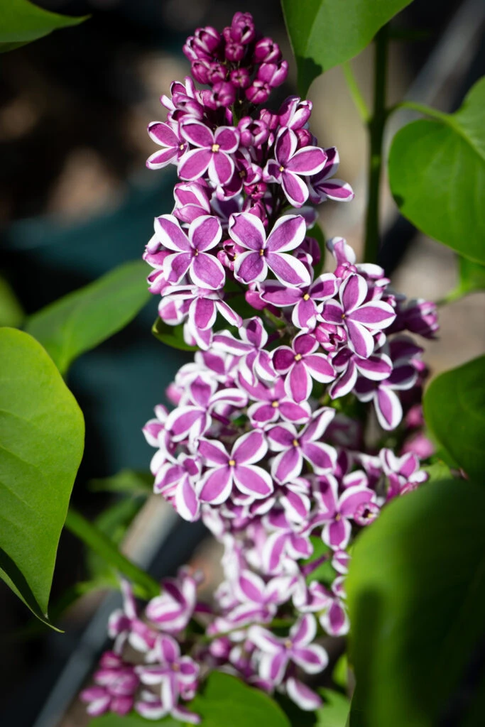 Syringa Vulgaris ‘Sensation’ 4 Syringa Vulgaris ‘Sensation’ - Image 2