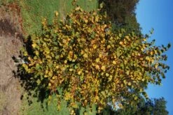 Tilia Cordata ‘Winter Orange’ -Tree Furnish Store 12207 2 1 1024x685 1