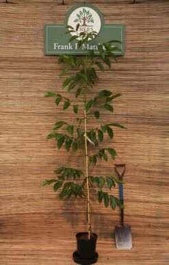 Broadview -Tree Furnish Store 12232 2