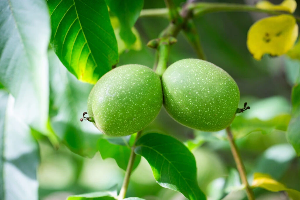 Lara 4 Lara - Image 2